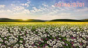 Tranh hoa cúc tranh phong cảnh cánh đồng hoa cúc phòng khách SD01051